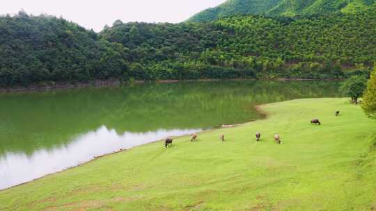 绿水青山水牛戏水白鹭栖息田园风光视频素材模板下载