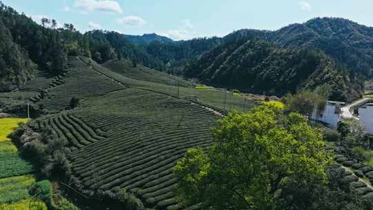 航拍茶园茶山风光