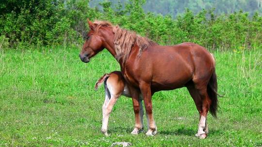 马和他的小马在草地上