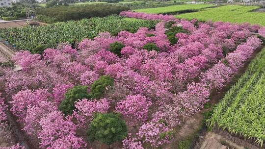 广东省广州市南沙马克村紫花风铃