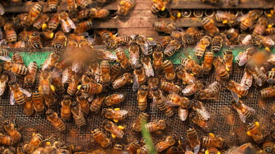 特写慢镜头春天的蜜蜂密密麻麻爬满蜂箱视频素材模板下载