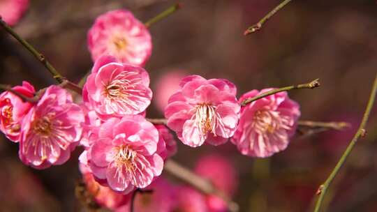 阳光下梅花飘落蜜蜂飞舞