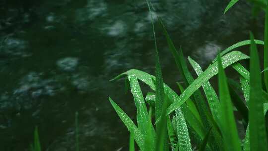 春分春雨贵如油惬意公园清明时节雨纷纷视频素材模板下载