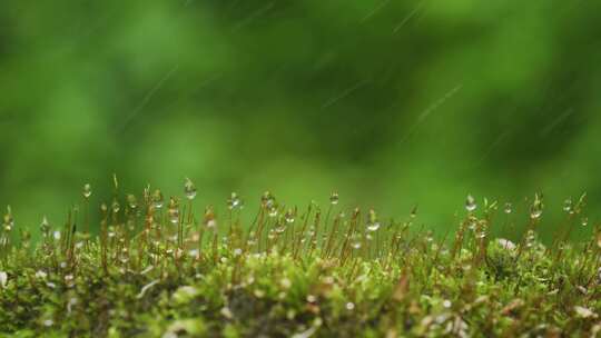 微距苔藓青苔雨滴水滴水珠