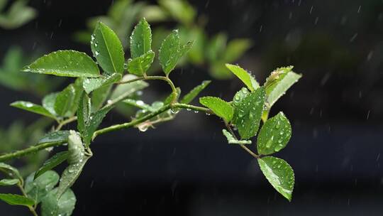 斜风细雨中腊梅树嫩叶上水珠水滴唯美视频