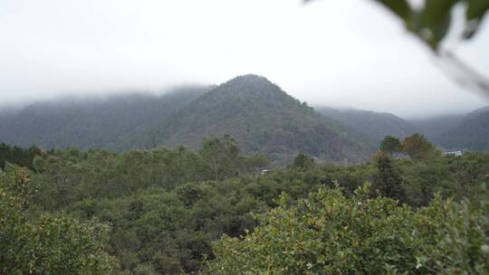 茶花茶树山茶籽茶油农业