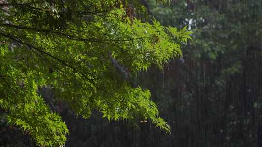 6K大雨中的鸡爪槭