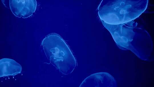 月亮水母在海底游泳海底世界