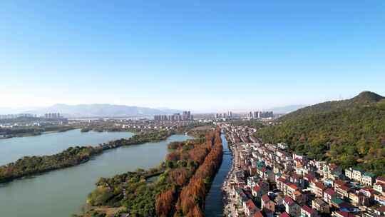 杭州湘湖老虎洞村秋天水杉树林风景航拍