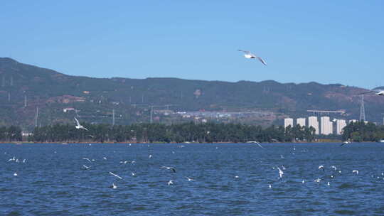 昆明海埂大坝看海鸥