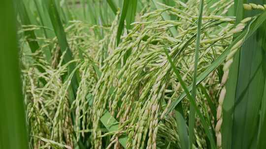 乡村振兴水稻种植水稻稻花特写粮食安全视频素材模板下载