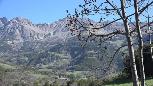 法国春天树枝和高山景观