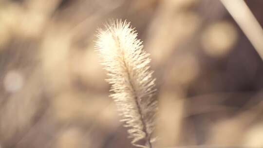 狗尾草 野草 秋末 初冬 杂草 特写