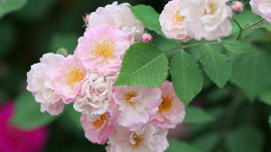 唯美蔷薇花/蜜蜂花丛采蜜