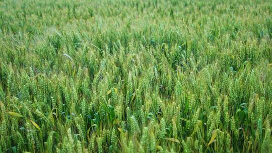 大片的麦田,水稻