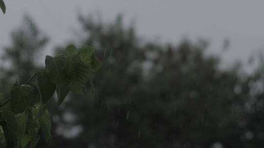 小雨天气微风中树叶在摇摆