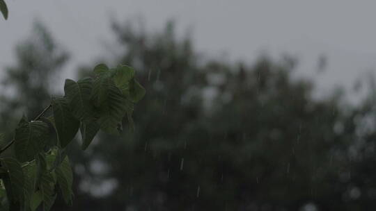 小雨天气微风中树叶在摇摆视频素材模板下载
