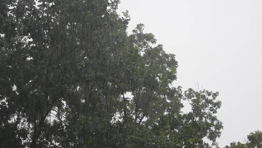 风雨中的大树