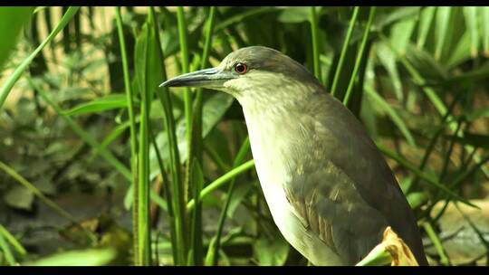 水边的水鸟可爱自然环境绿色河流水塘视频素材模板下载