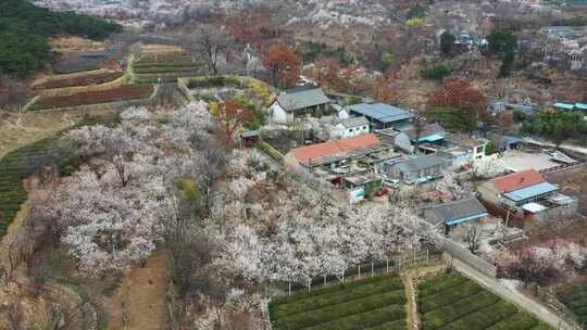 山村樱桃花开了