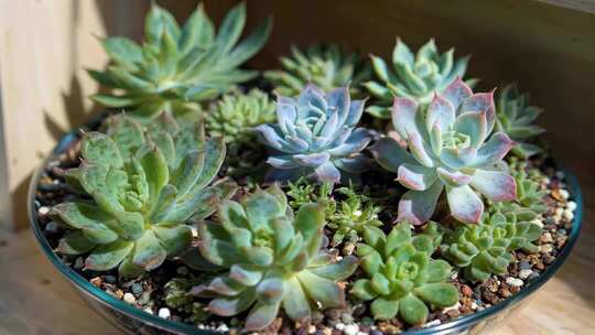 盆栽多肉植物特写