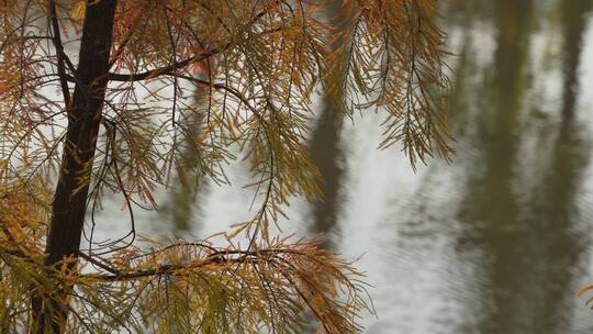秋天树木树叶黄叶湖畔湖边波光粼粼