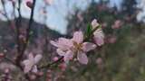 春天鲜花盛开花朵植物实拍高清在线视频素材下载