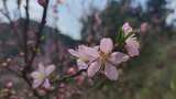 春天鲜花盛开花朵植物实拍高清在线视频素材下载