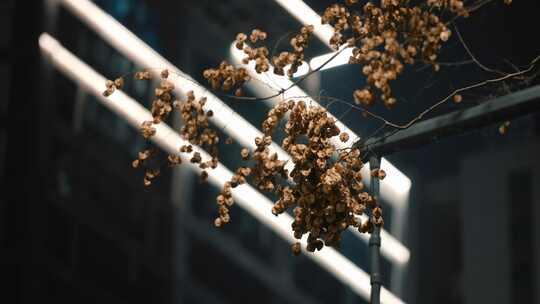 宜昌中南路夜景 升格