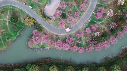 花开海上垂丝海棠花