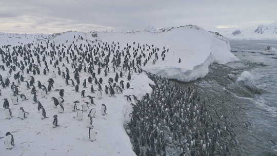 巴布亚企鹅殖民地上岸空中俯视图