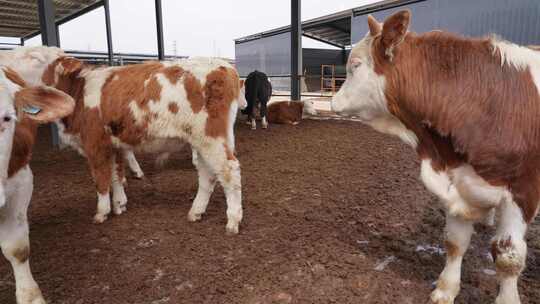 现代农场肉牛养殖农业畜牧动物饲养牛肉