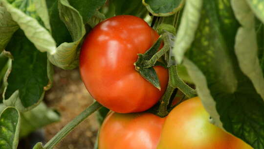 番茄 西红柿种植