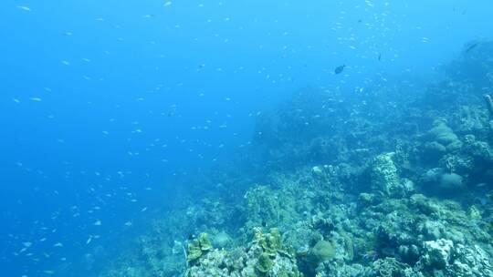 海底鱼群 沙丁鱼风暴