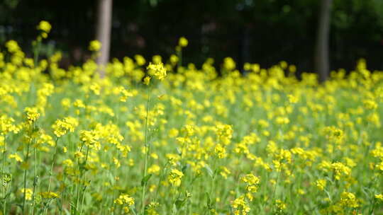 秦皇岛 花海  4k 高清 原 素材