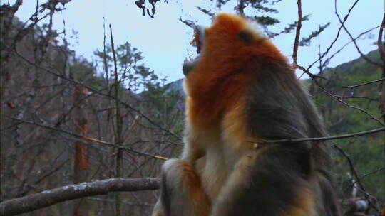 金丝猴交配2