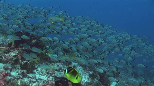 深海鱼群活动