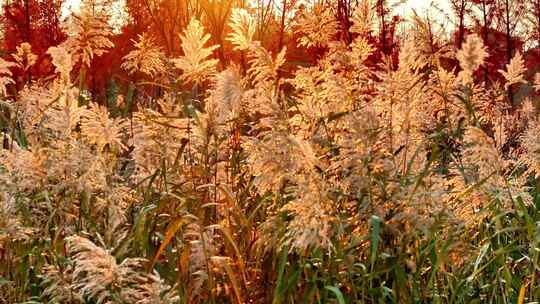 航拍夕阳落日芦苇荡红杉树林湖边