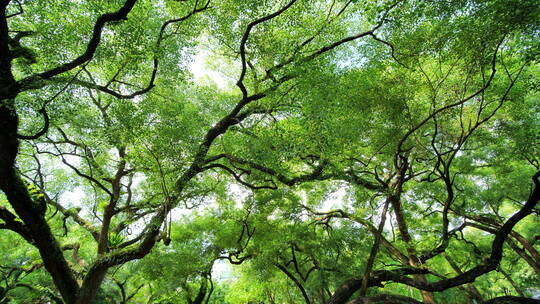 夏天阳光香樟树大树荫树林