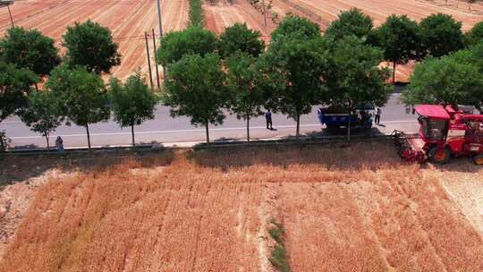 秋收农业粮食丰收 乡村振兴 美丽乡村