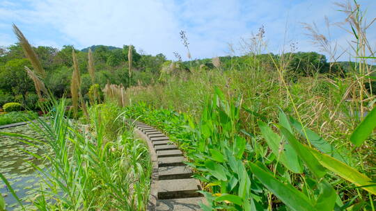 湿地公园小路 湖边堤坝