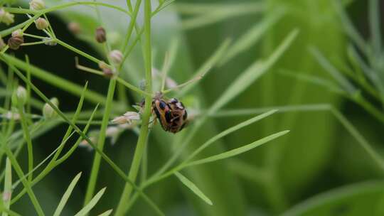 草丛里，瓢虫交配行为