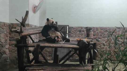 成都大熊猫繁育研究基地室内的大熊猫
