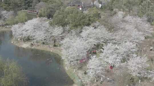 武汉江岸区堤角公园春天航拍