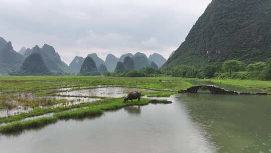 水牛在山水间吃草的乡村自然风光