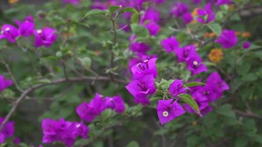 各种花卉