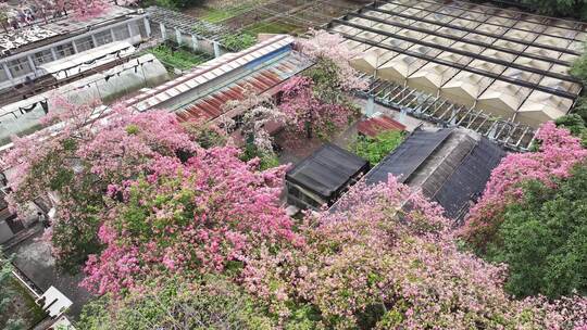 中国广东省广州市天河区华南师范大学异木棉