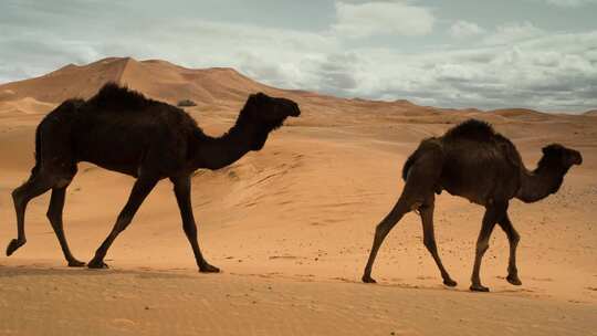 丝绸之路 一带一路骆驼队穿梭在戈壁沙漠里视频素材模板下载