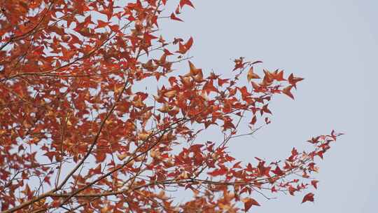 秋天树林树叶枯枝败叶红色枫叶秋意