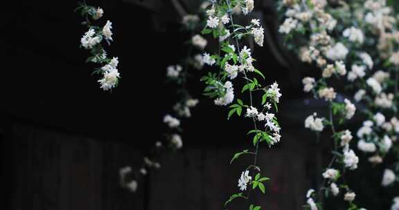 雨季雨天美丽的木香花